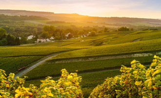 French vineyard