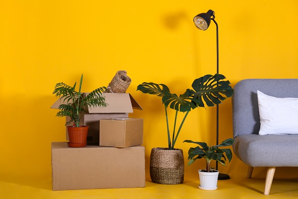 Boxes and plants
