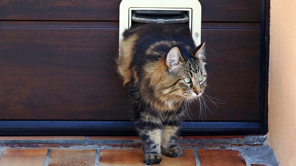 Cat in cat flap