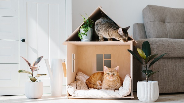 Cats in a toy house