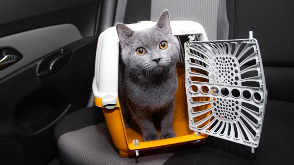 Cat in a travel basket