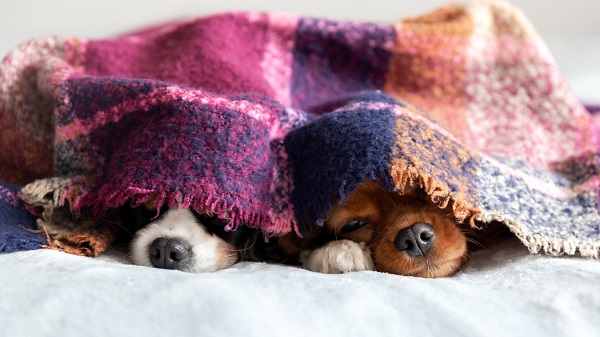Dogs Under Blanket