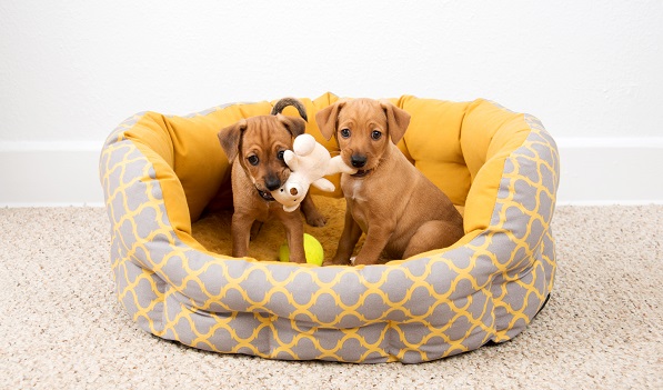 Puppies In Dog Bed