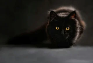Black Cat